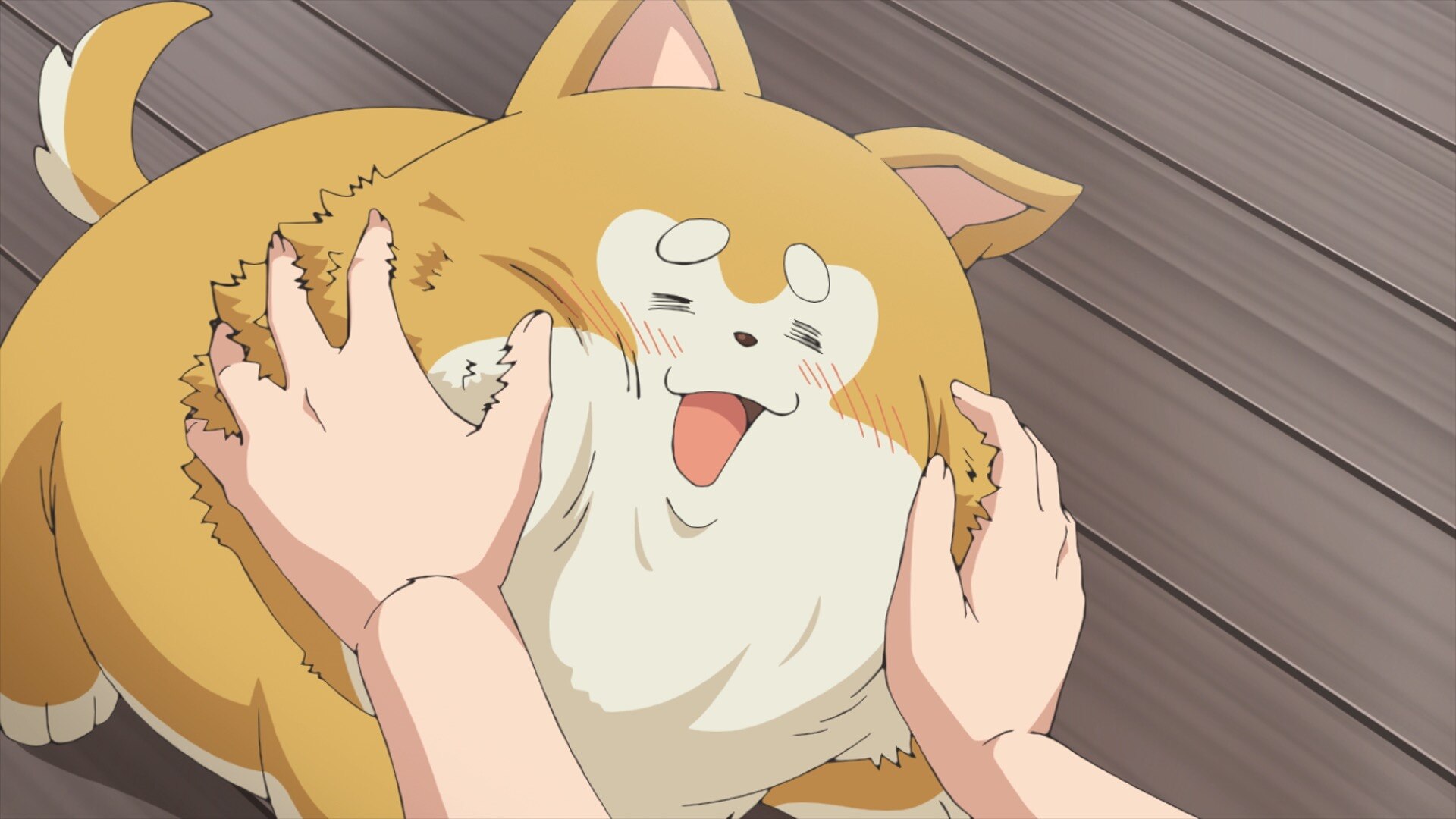 ふわふわの子犬・あげもち太郎がソファでくつろぐ姿|君は冥土様 犬 キャラクター